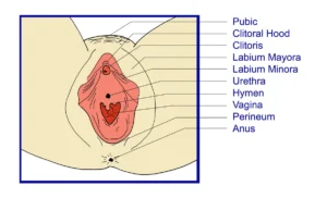🌸 Labioplasti Nedir? Süreç, Fiyatlar, Sonrası ve Yorumlarla Kapsamlı Rehber