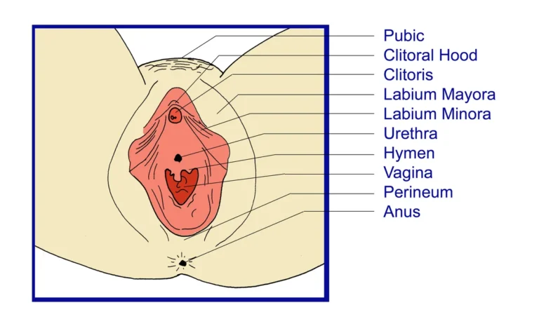 🌸 Labioplasti Nedir? Süreç, Fiyatlar, Sonrası ve Yorumlarla Kapsamlı Rehber