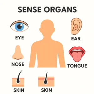 👁️ Duyu Organları Anatomisi, Görevleri ve Hastalıkları