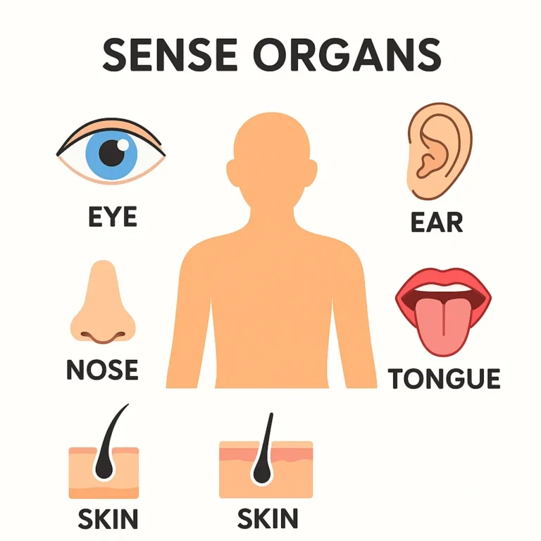 👁️ Duyu Organları Anatomisi, Görevleri ve Hastalıkları